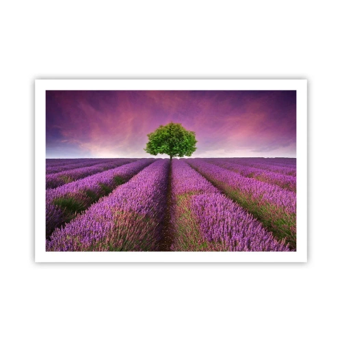 Pôster - Nos campos de lavanda - 91x61 cm