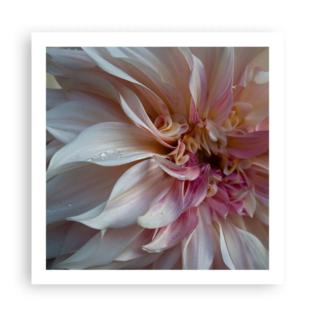 Pôster - Frescor florescente - 60x60 cm