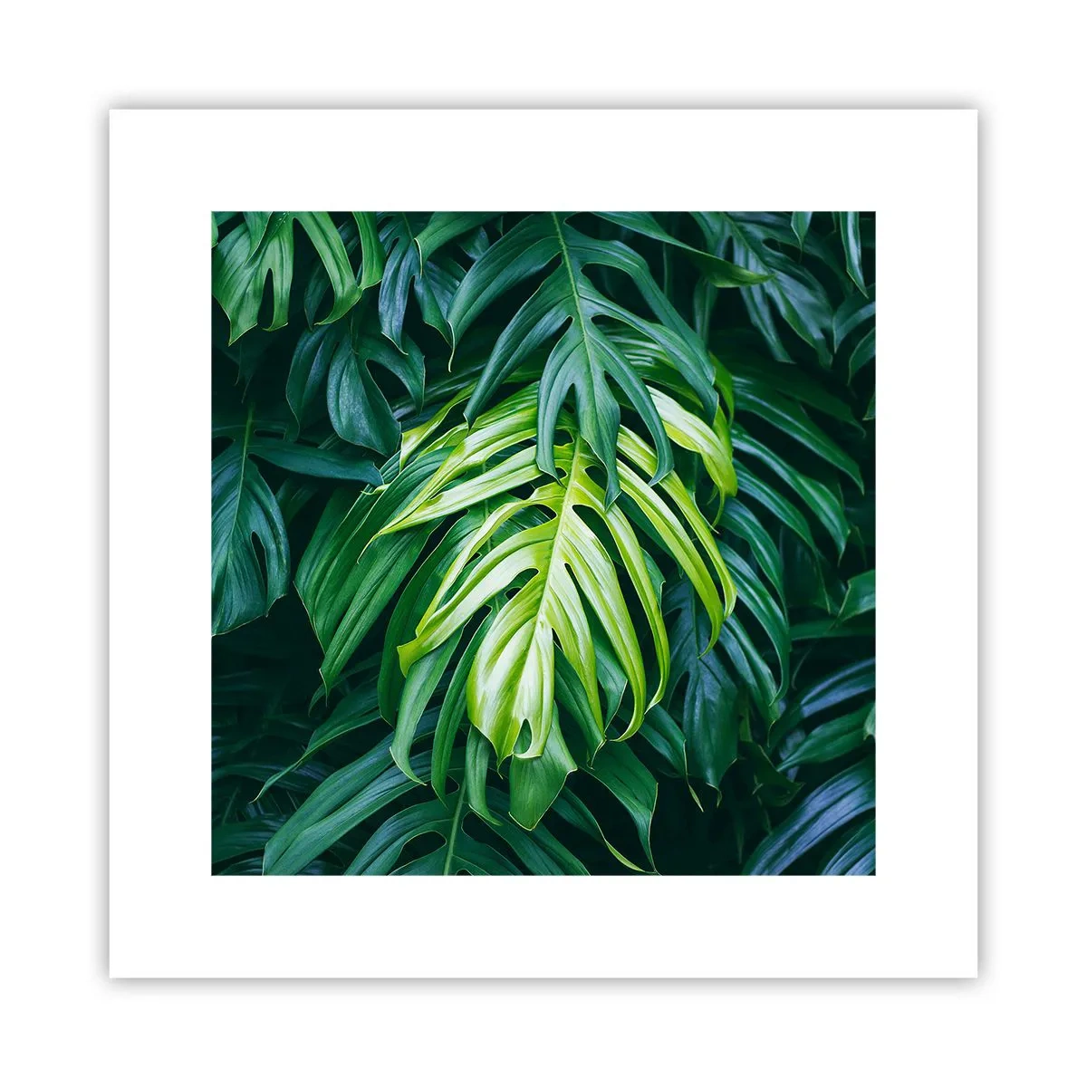 Pôster - Mergulhar no frescor - 30x30 cm