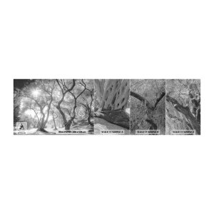 Amostra de papel de parede Premium Sand - No olival - Floresta, Inverno, Árvores - 100x30 cm