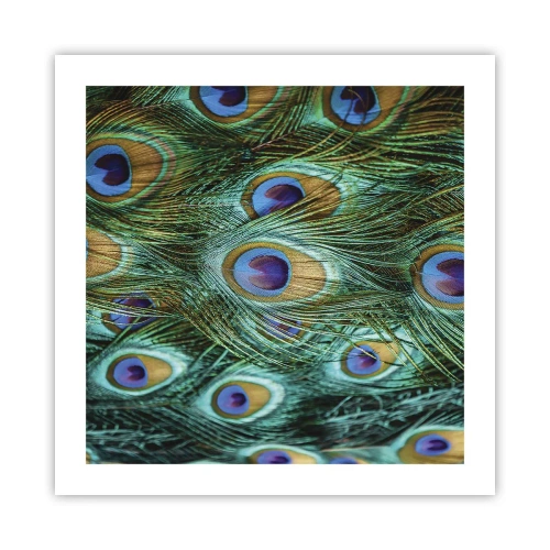 Pôster - Um olhar de pavão - 50x50 cm