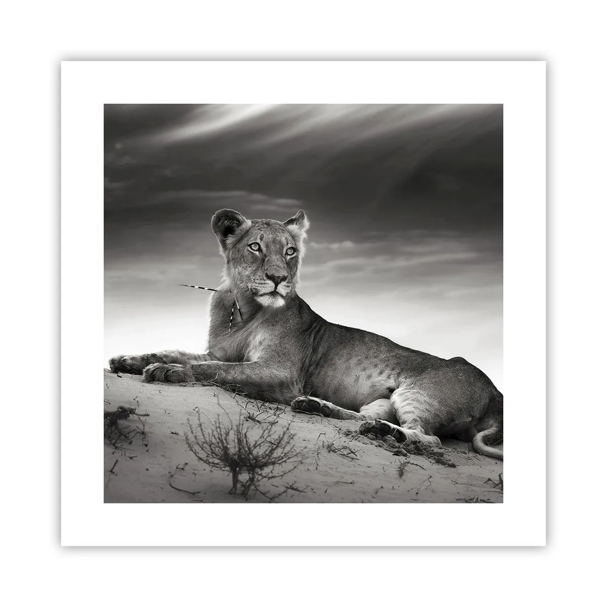 Pôster - Descanso da Rainha do Deserto - 40x40 cm