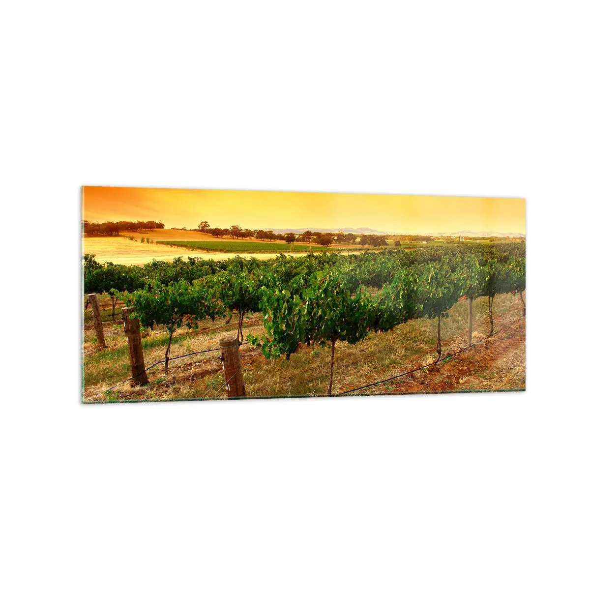 Quadro em vidro - Sede de sol - 120x50 cm