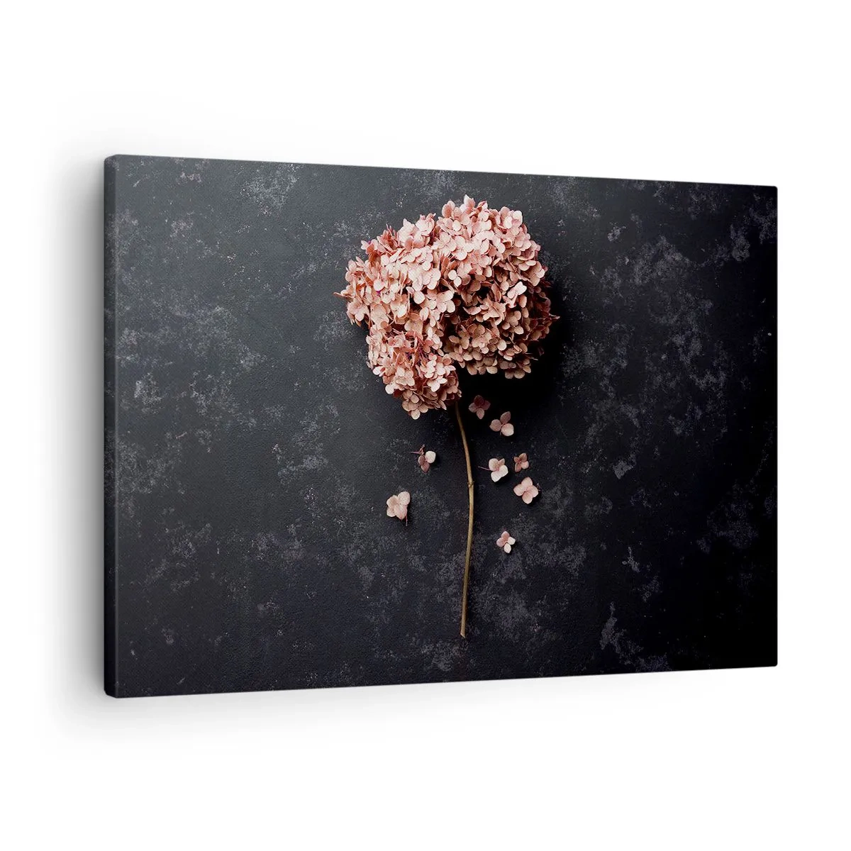 Quadro em tela - Uma delicada flor de hortênsia em um fundo escuro - 70x50cm - Um sinal verdadeiramente romântico - Decoração de parede moderna para a sala de estar e quarto ARTTOR