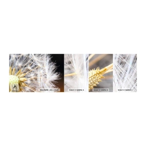 Amostra de Papel de Parede Standard Eco - Pouco antes de partir - Flor, Plantar, Natureza - 100x30 cm