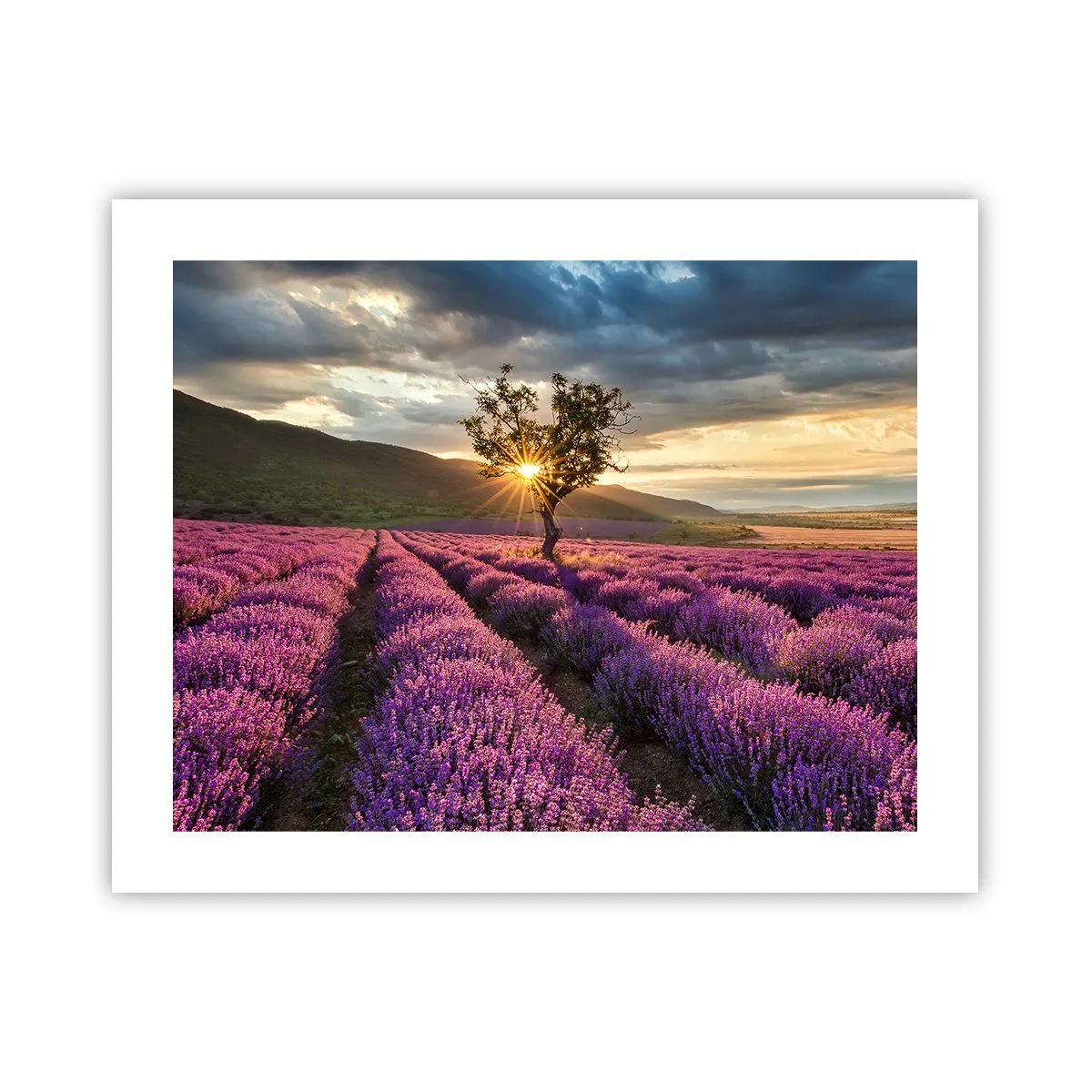 Pôster - Aroma lilás - 50x40 cm