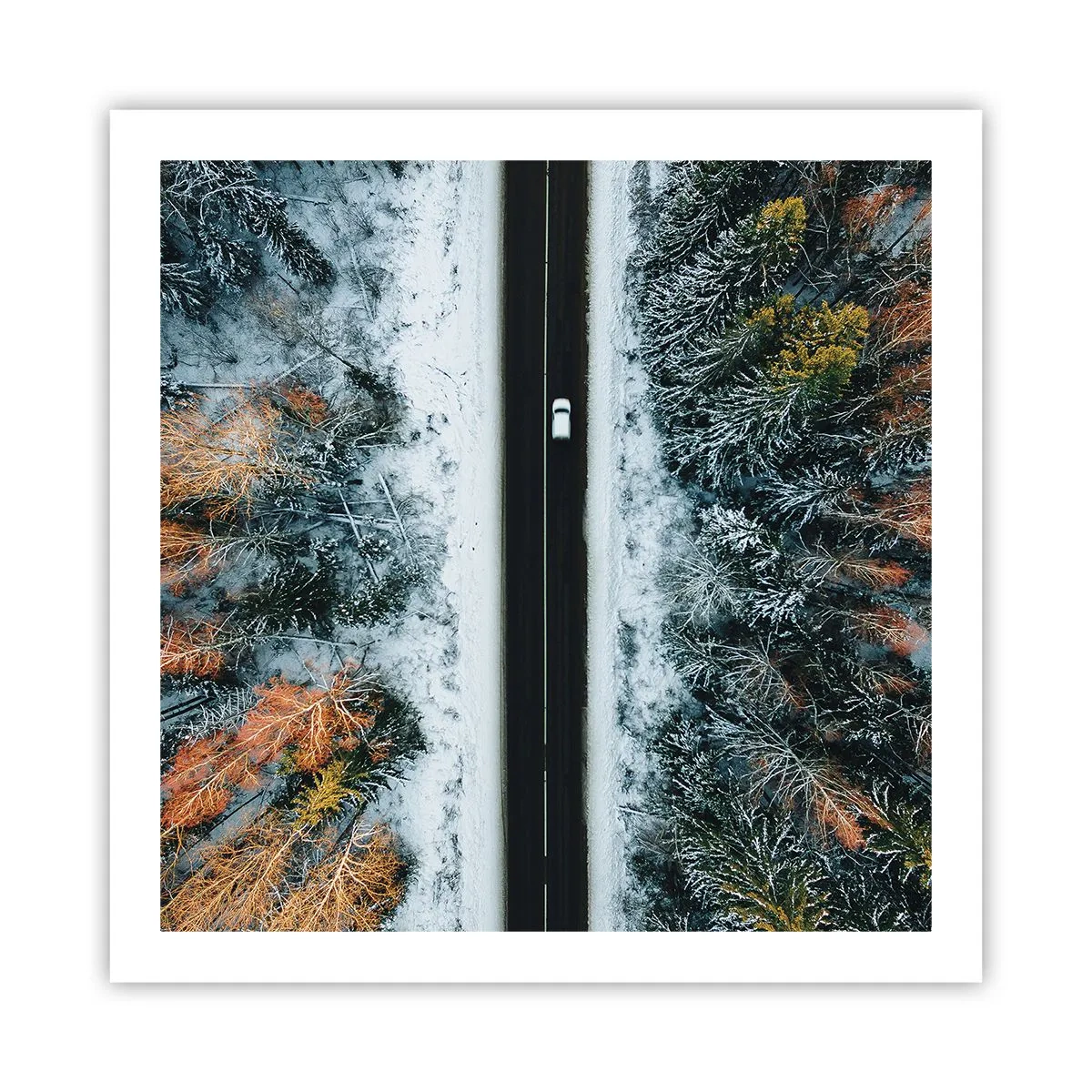 Pôster - Cortar a floresta no inverno - 60x60 cm