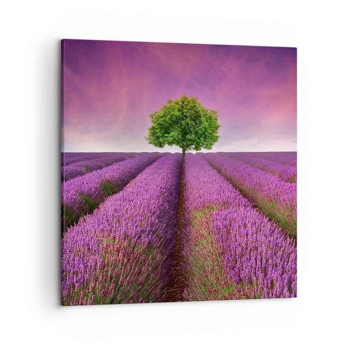 Quadro em tela - Nos campos de lavanda - 50x50 cm