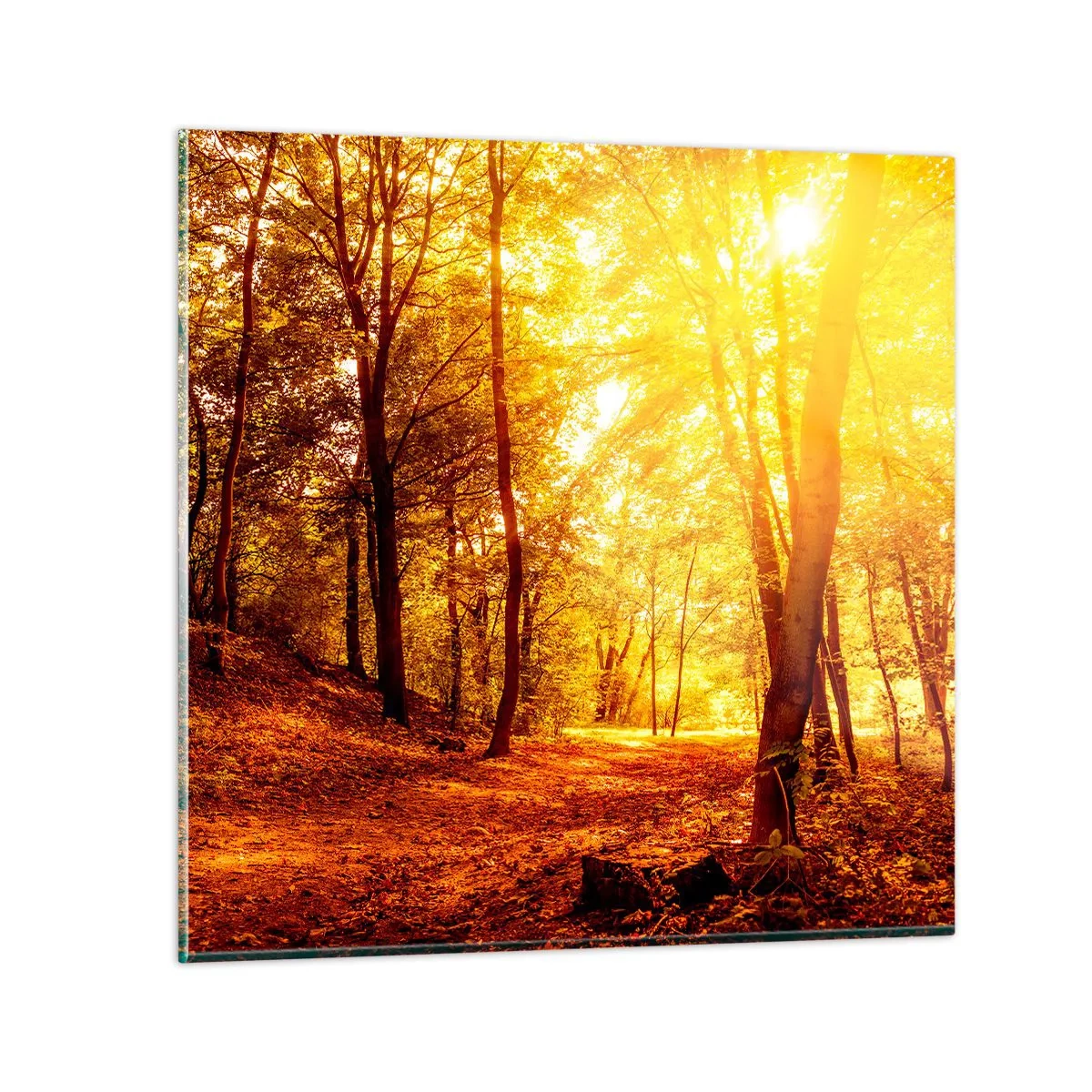 Quadro em vidro - Rumo à clareira dourada - 60x60 cm