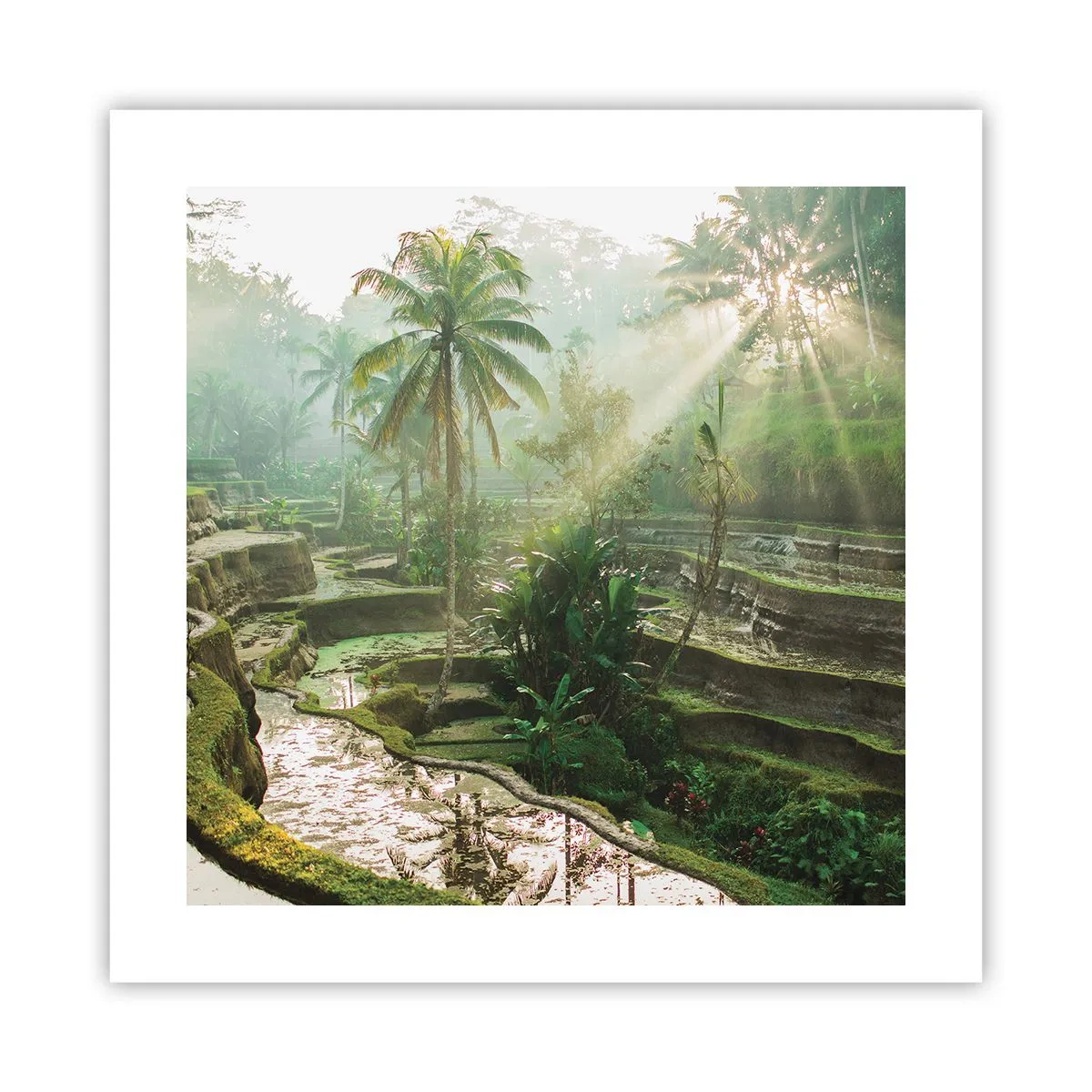 Pôster - Crescer ao sol - 40x40 cm