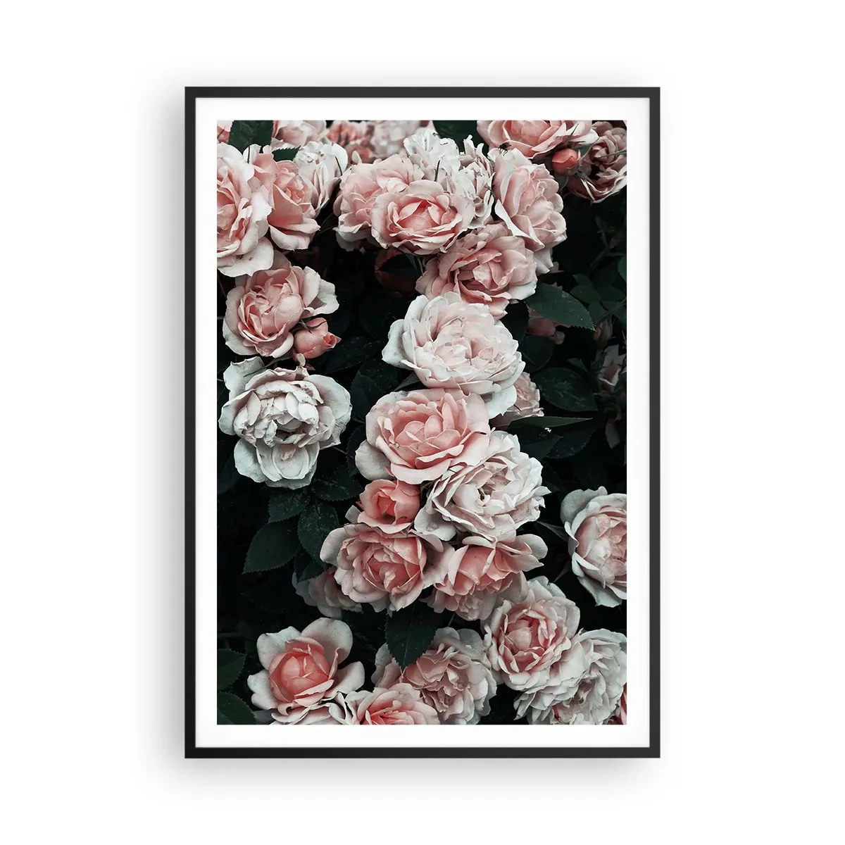 Pôster com moldura preta - Conjuntos de rosas - 70x100 cm