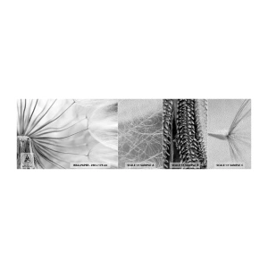 Amostra de papel de parede Premium Sand - Dentes de leão, pipas - Minimalismo, Delicado, Flor - 100x30 cm