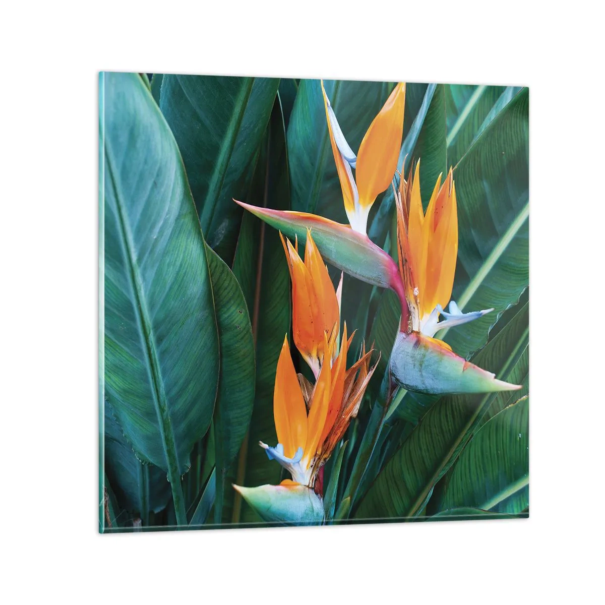 Quadro em vidro - É uma flor ou é um pássaro? - 50x50 cm