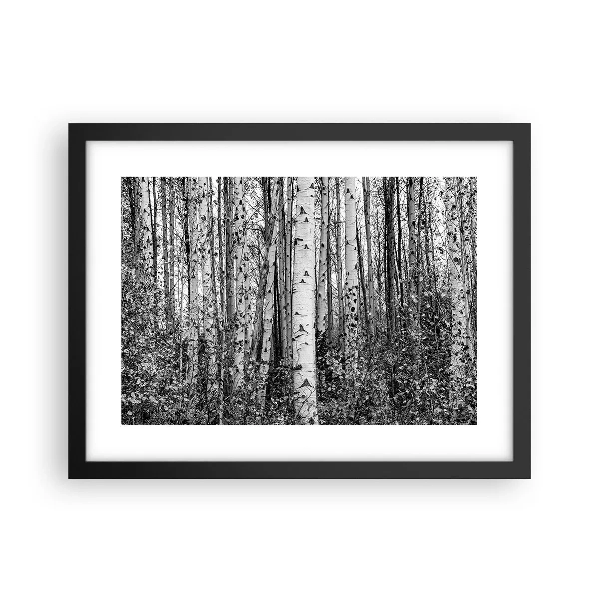 Pôster com moldura preta - Colunata de bétula - 40x30 cm