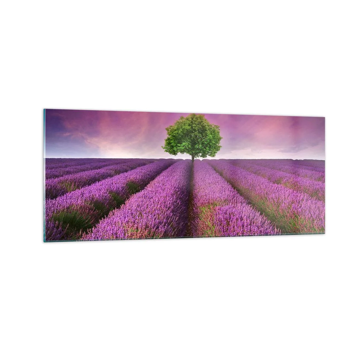 Quadro em vidro - Nos campos de lavanda - 100x40 cm