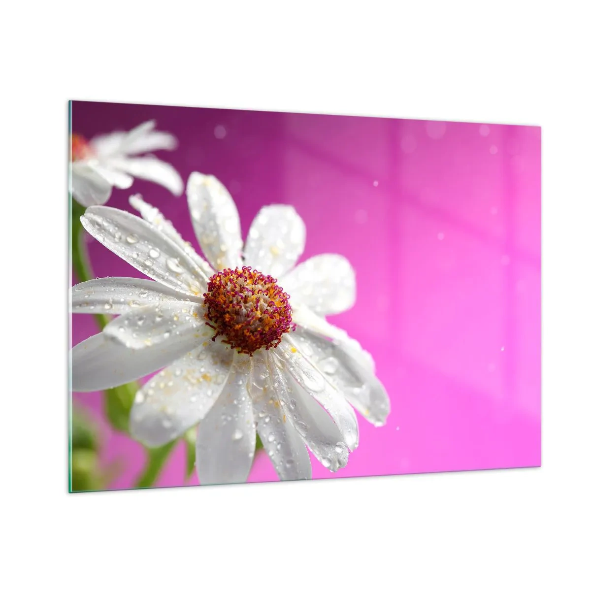 Quadro em vidro - Modesto em sua beleza - 100x70 cm