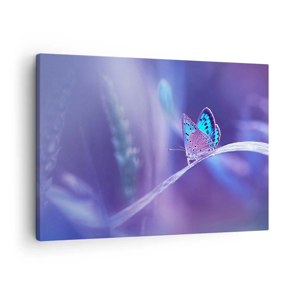 Quadro em tela - Uma delicada borboleta azul em um caule em luz roxa - 70x50cm - Uma joia da natureza - Decoração de parede moderna para a sala de estar e quarto ARTTOR