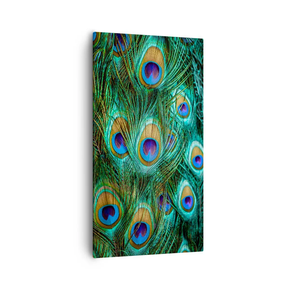 Quadro em tela - Um olhar de pavão - 55x100 cm