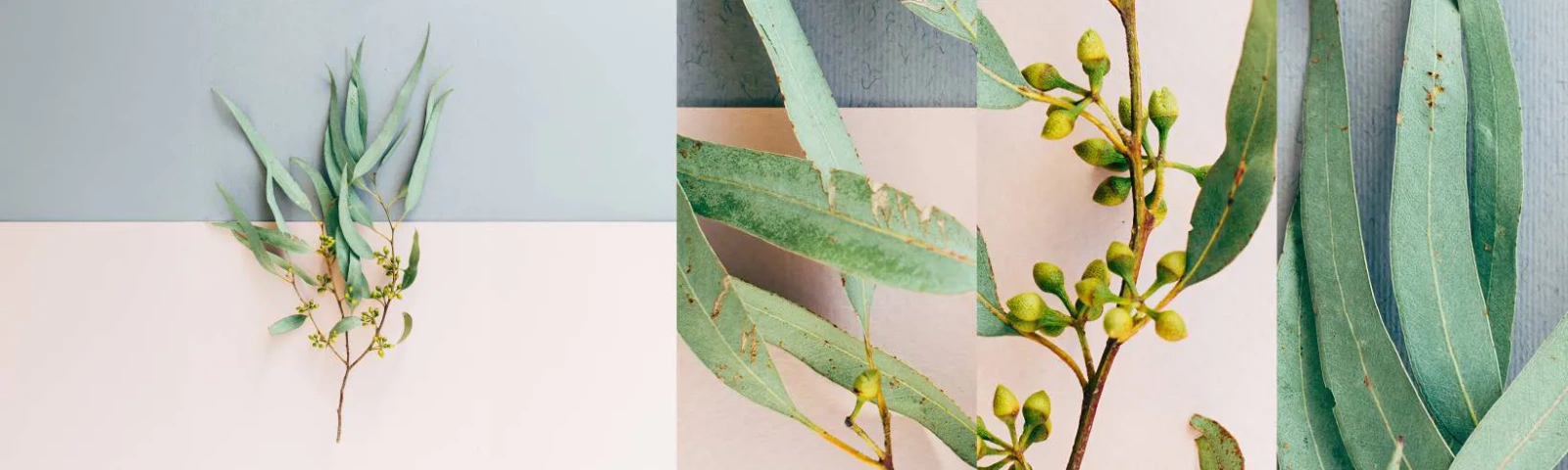 Amostra de papel de parede autocolante Deluxe Sticker - Sutileza pastel - Pastel, Plantar, Boho - 100x30 cm