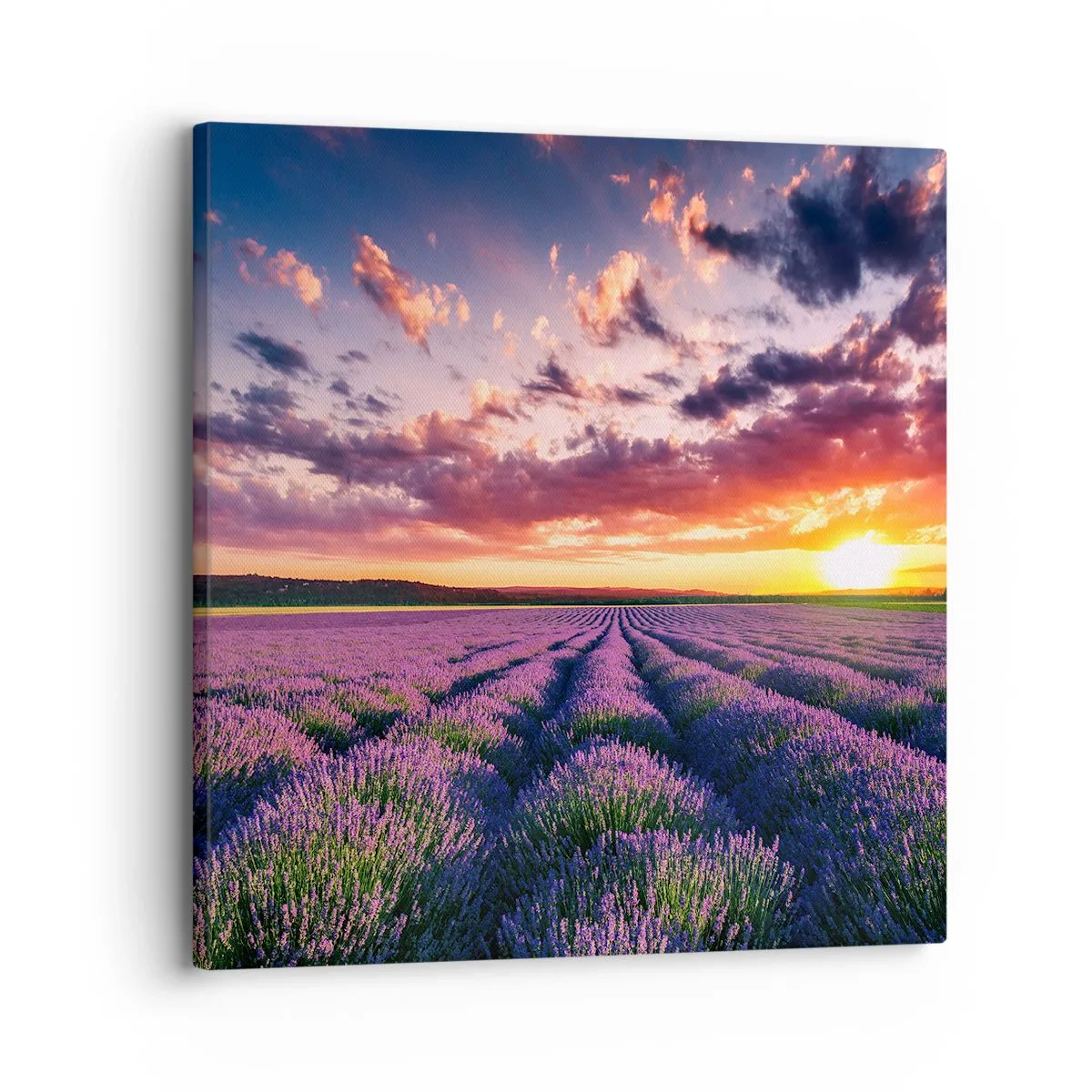 Quadro em tela - O mundo da lavanda - 30x30 cm