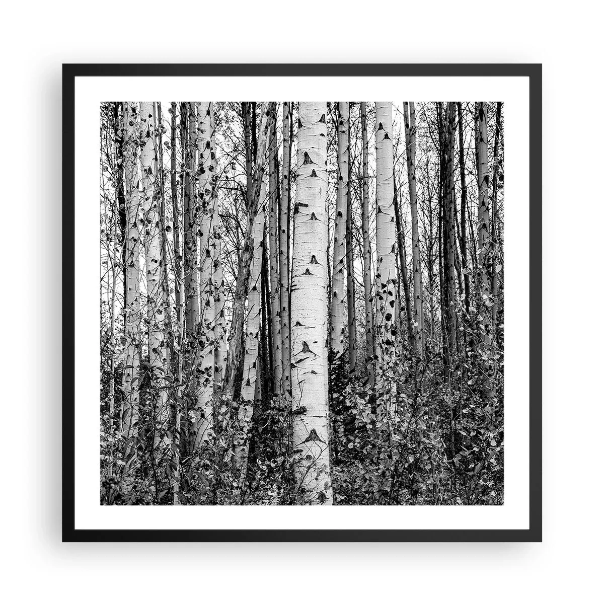 Pôster com moldura preta - Colunata de bétula - 60x60 cm