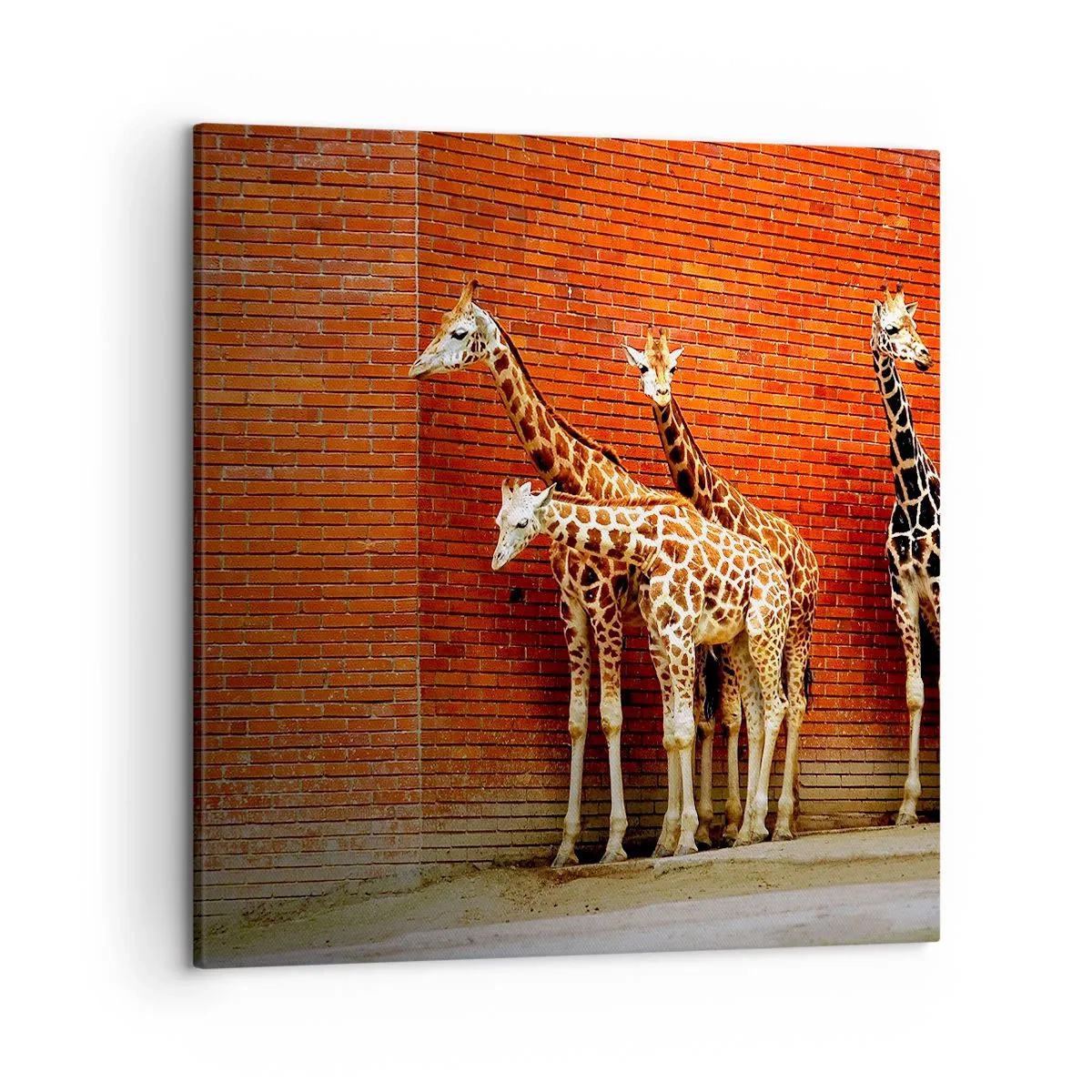 Quadro em tela - Vê alguma acácia? - 50x50 cm