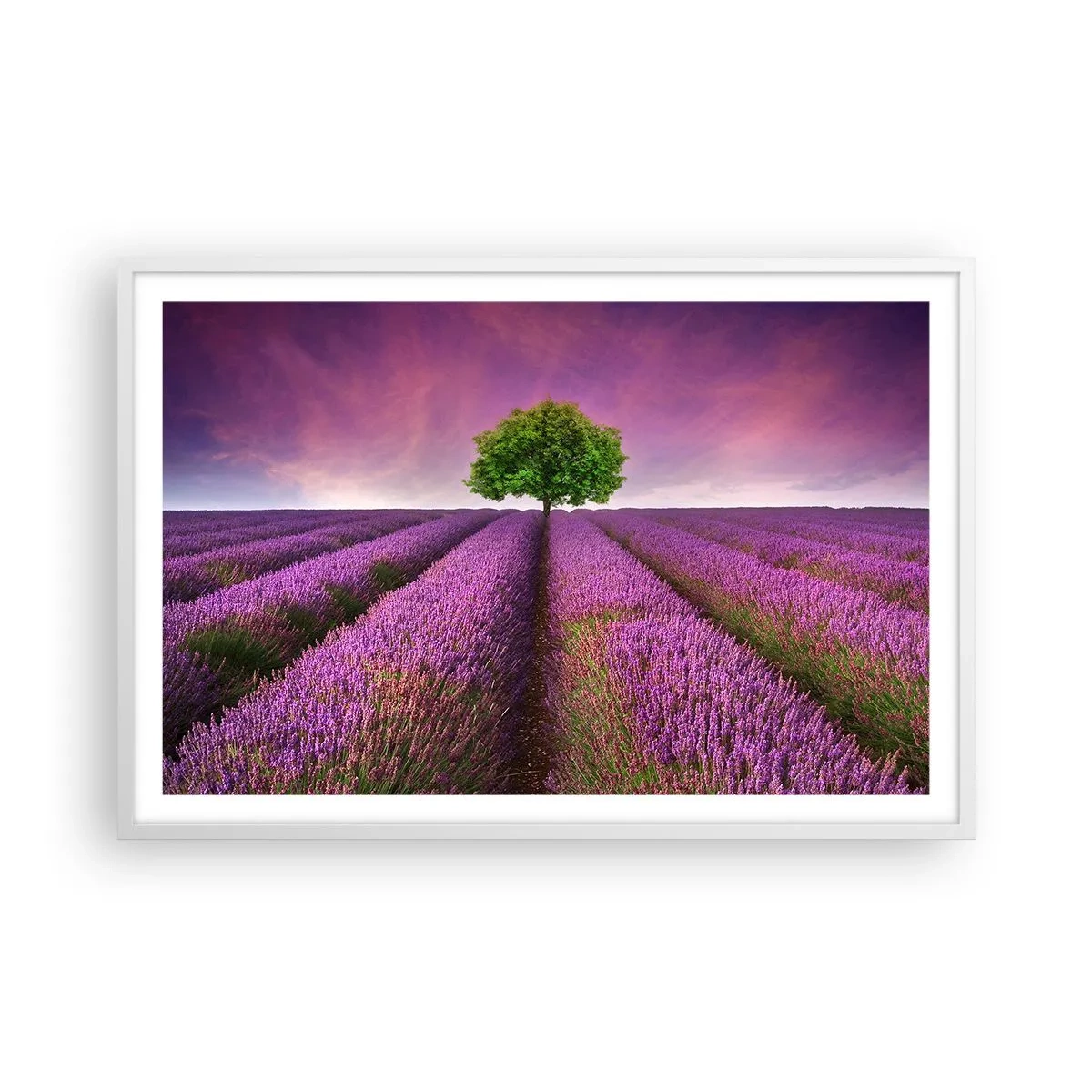 Pôster em moldura branca - Nos campos de lavanda - 91x61 cm