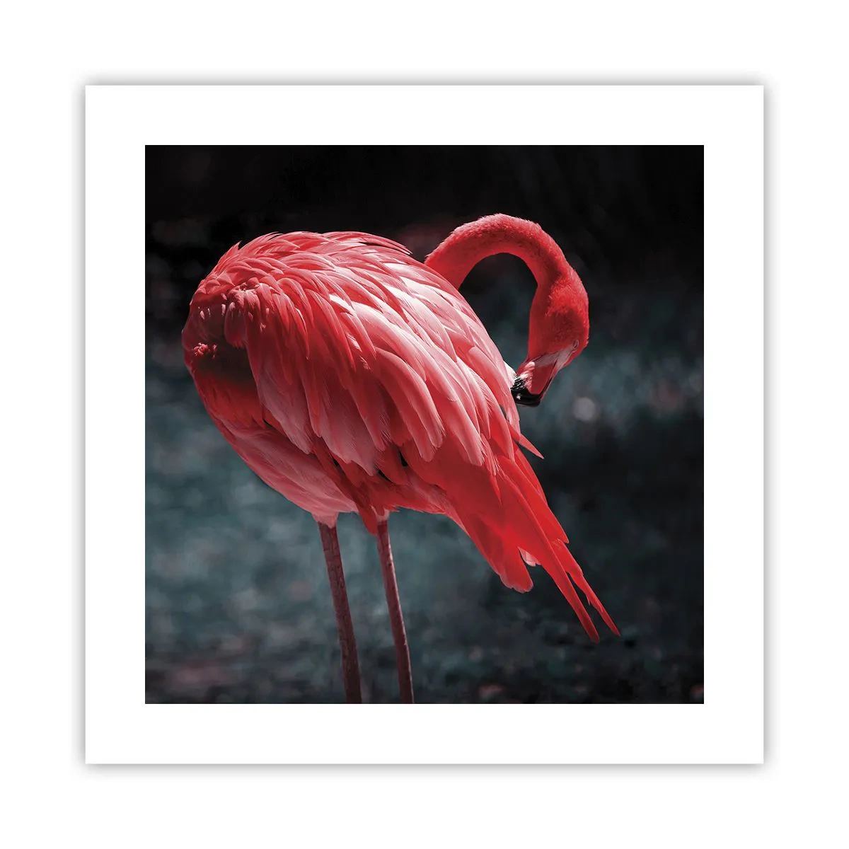 Pôster - Poema carmesim da natureza - 40x40 cm