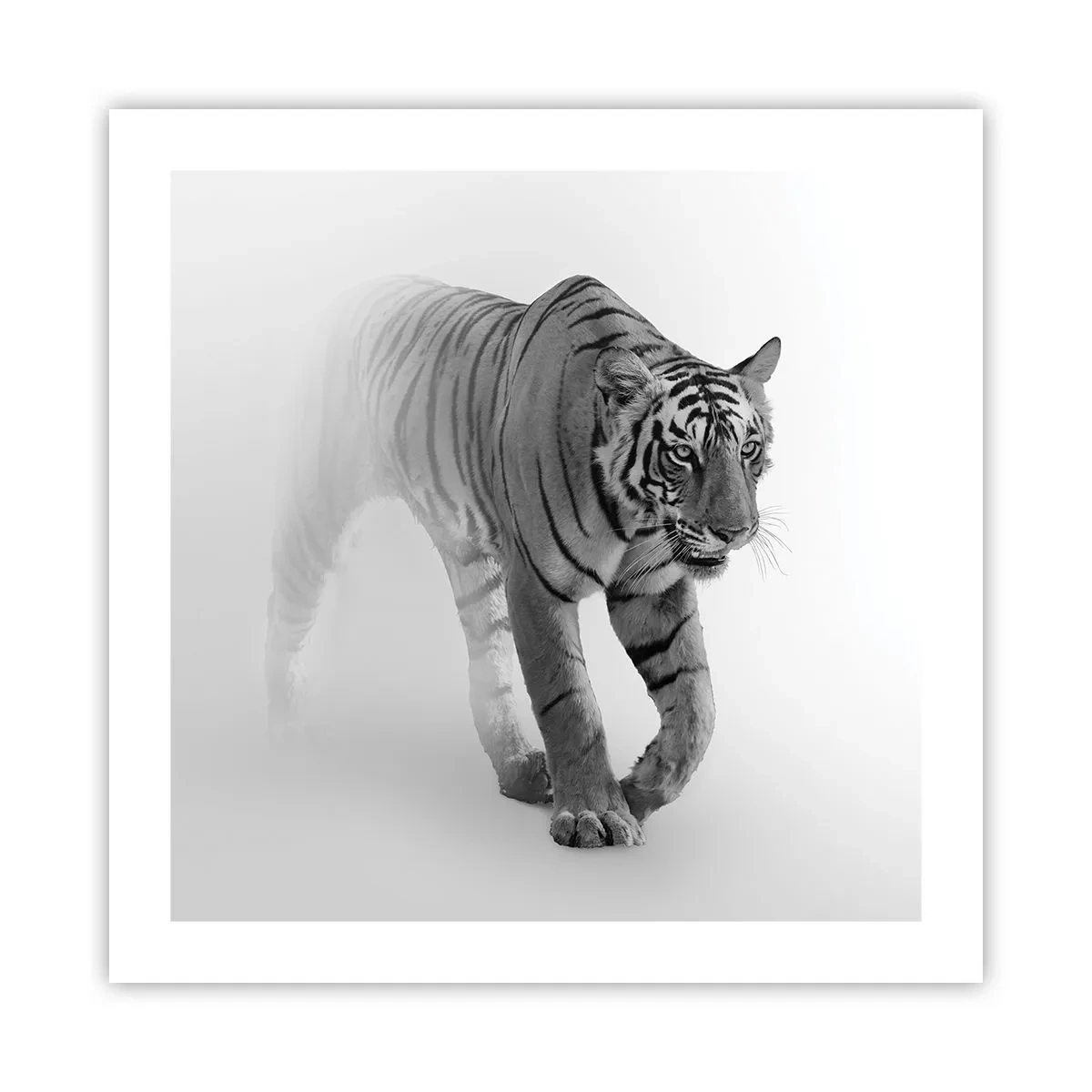 Pôster - À espreita na névoa - 50x50 cm