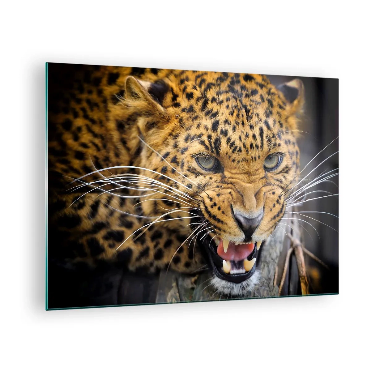 Quadro em vidro - Close-up de um leopardo agressivo com detalhes nítidos - 70x50cm - Não se aproxime, estou a avisar! - Decoração de parede moderna para a sala de estar e quarto ARTTOR