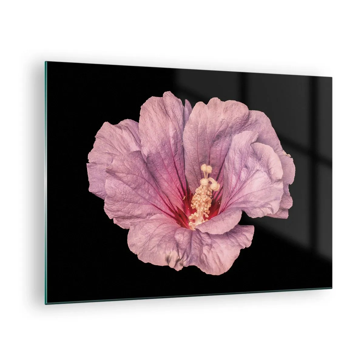 Quadro em vidro - Close-up de uma flor de hibisco rosa sobre um fundo preto - 70x50cm - Direto para o coração - Decoração de parede moderna para a sala de estar e quarto ARTTOR