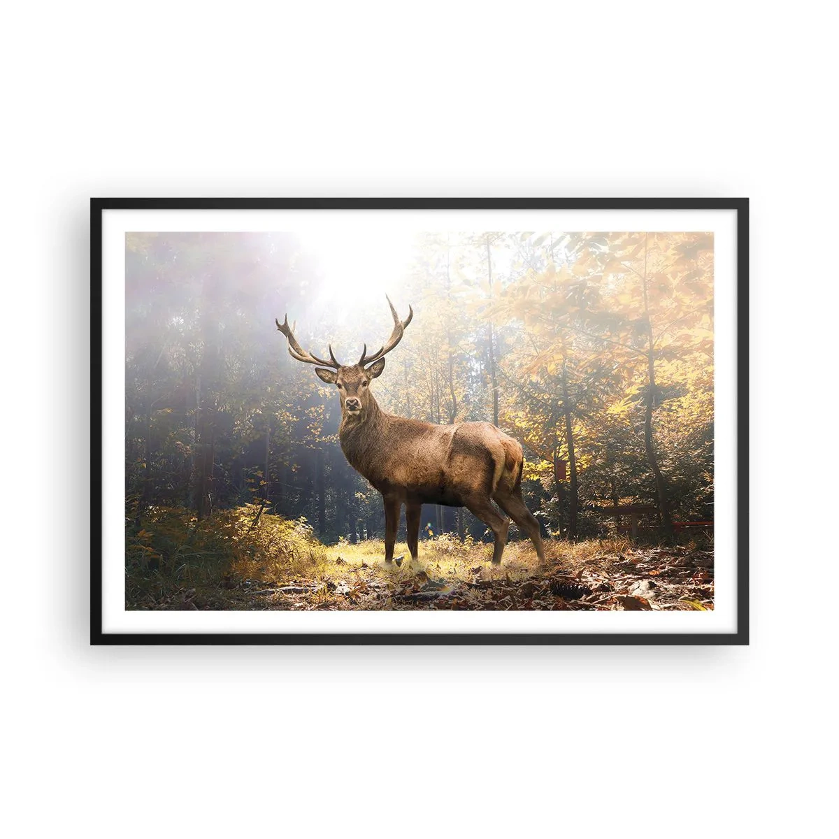 Pôster com moldura preta - Em plena majestade - 91x61 cm
