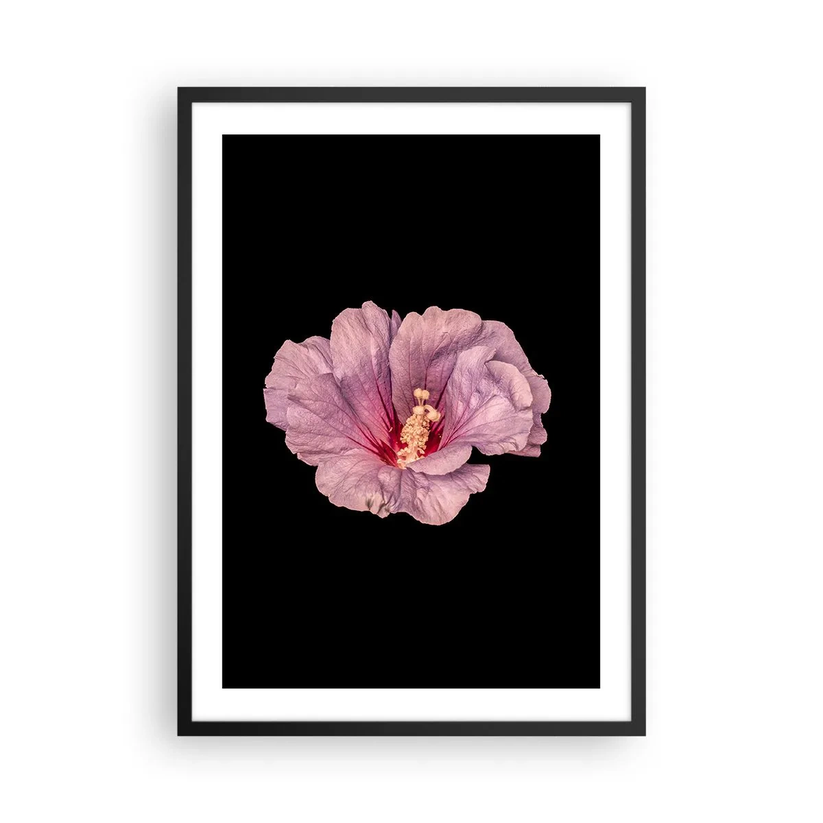 Pôster com moldura preta - Delicada flor de hibisco rosa sobre fundo preto - 50x70cm - Direto para o coração - Decoração de parede moderna para a sala de estar e quarto ARTTOR