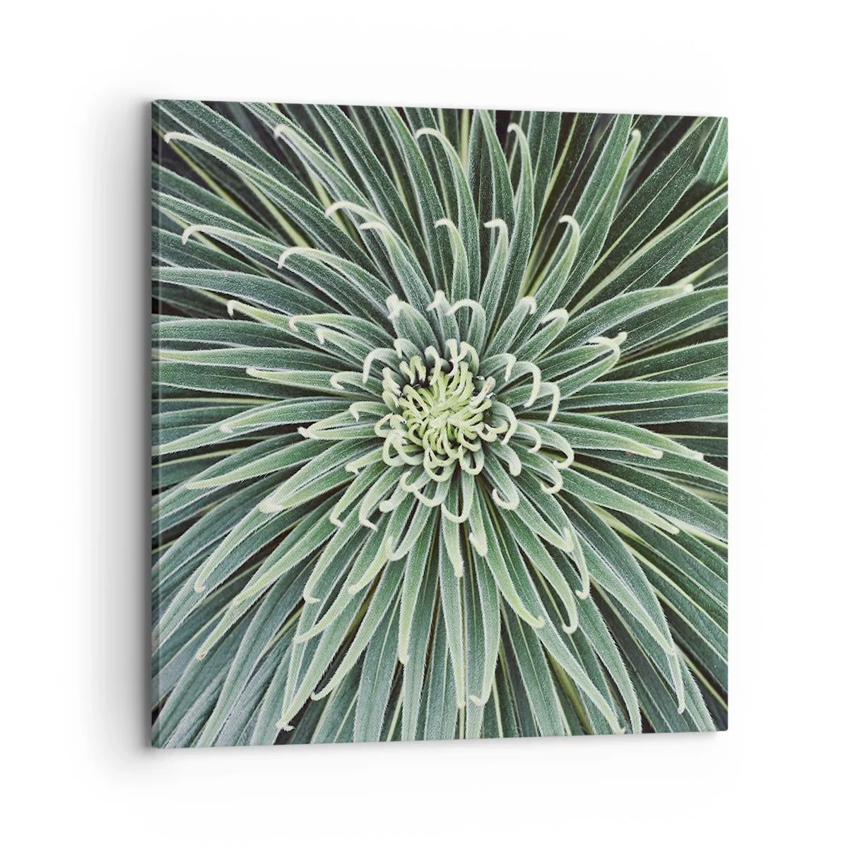 Quadro em tela - Nasce uma estrela - 70x70 cm