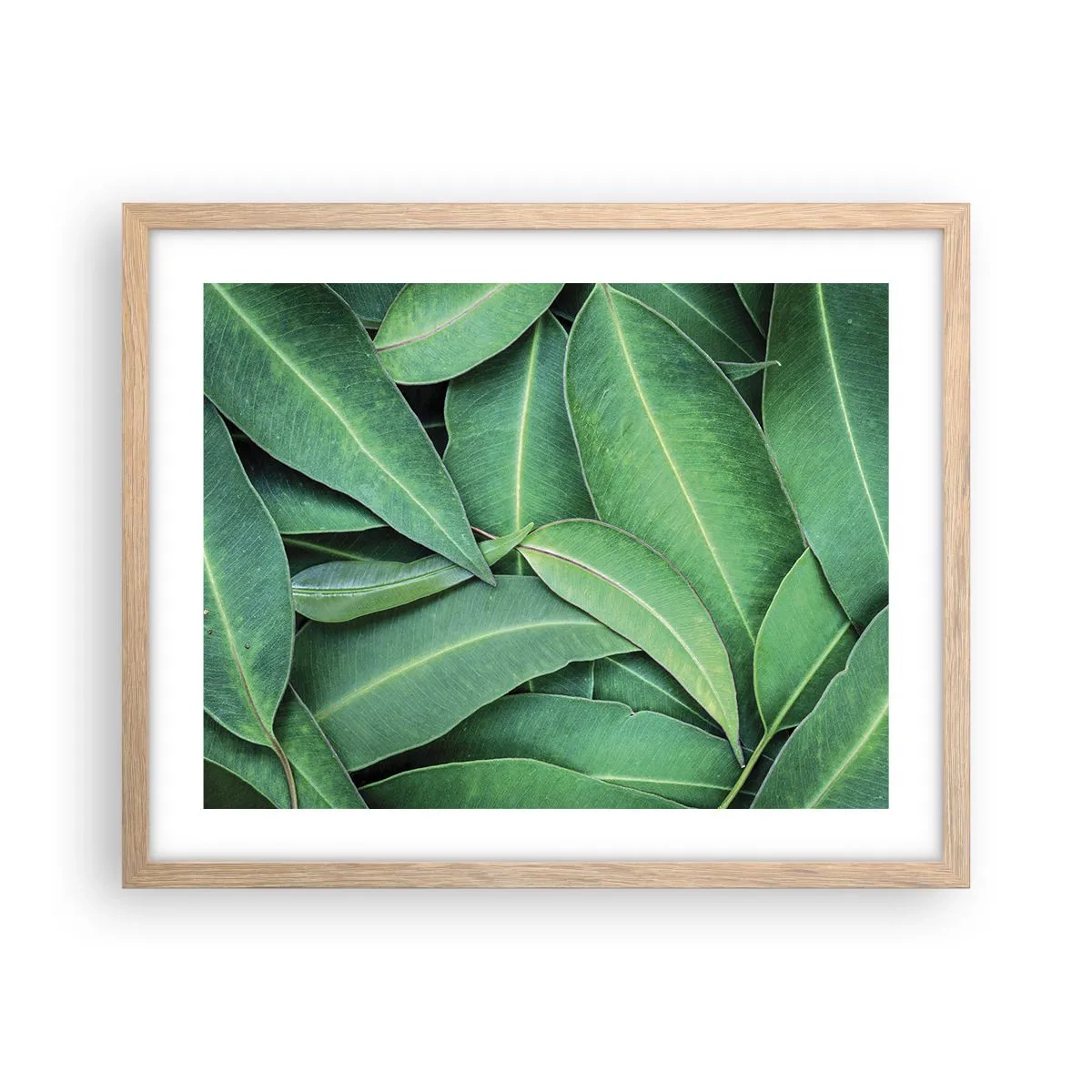 Pôster com moldura de carvalho claro - Suculentas e frescas - 50x40 cm