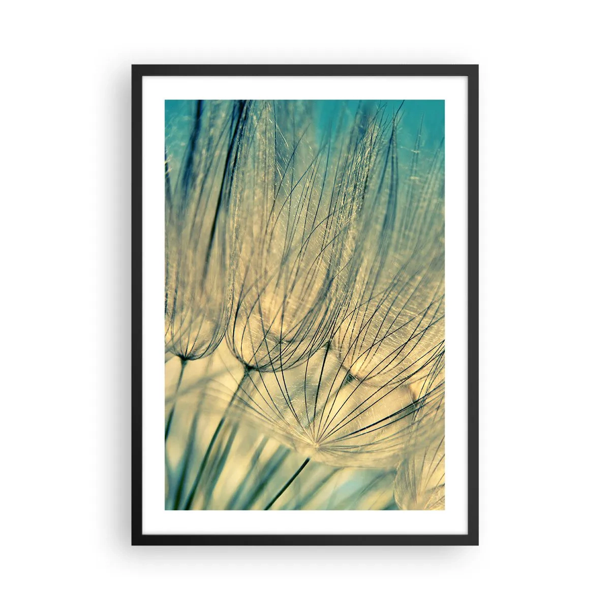 Pôster com moldura preta - Macrofotografia de delicados dentes-de-leão à luz do pôr do sol - 50x70cm - À espera do vento - Decoração de parede moderna para a sala de estar e quarto ARTTOR