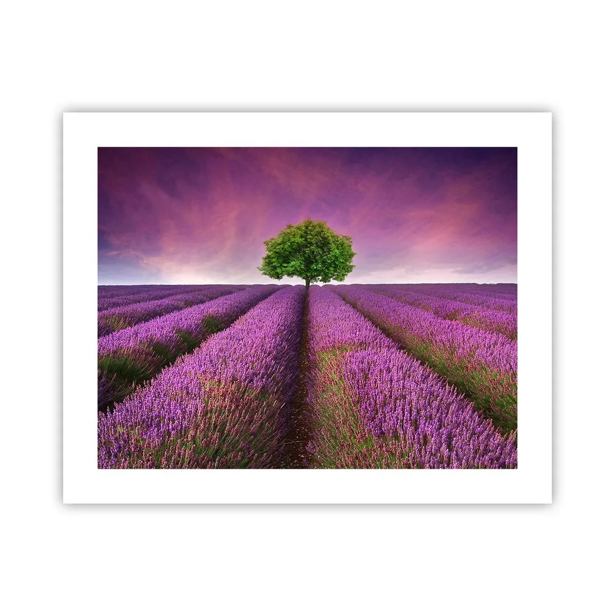 Pôster - Nos campos de lavanda - 50x40 cm