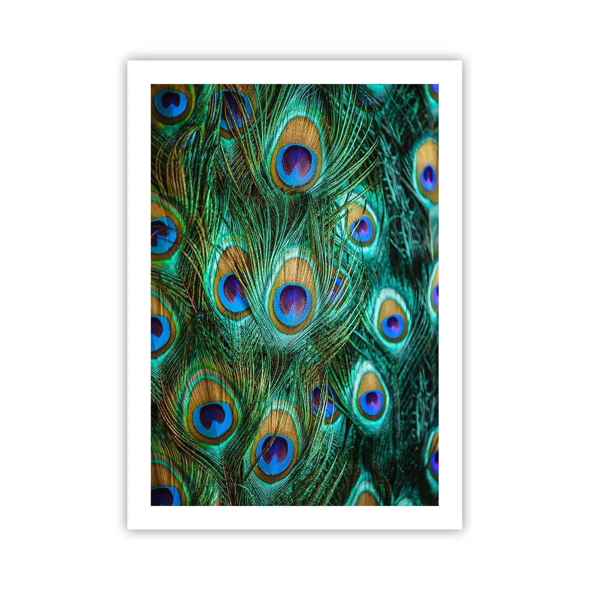 Pôster - Um olhar de pavão - 50x70 cm