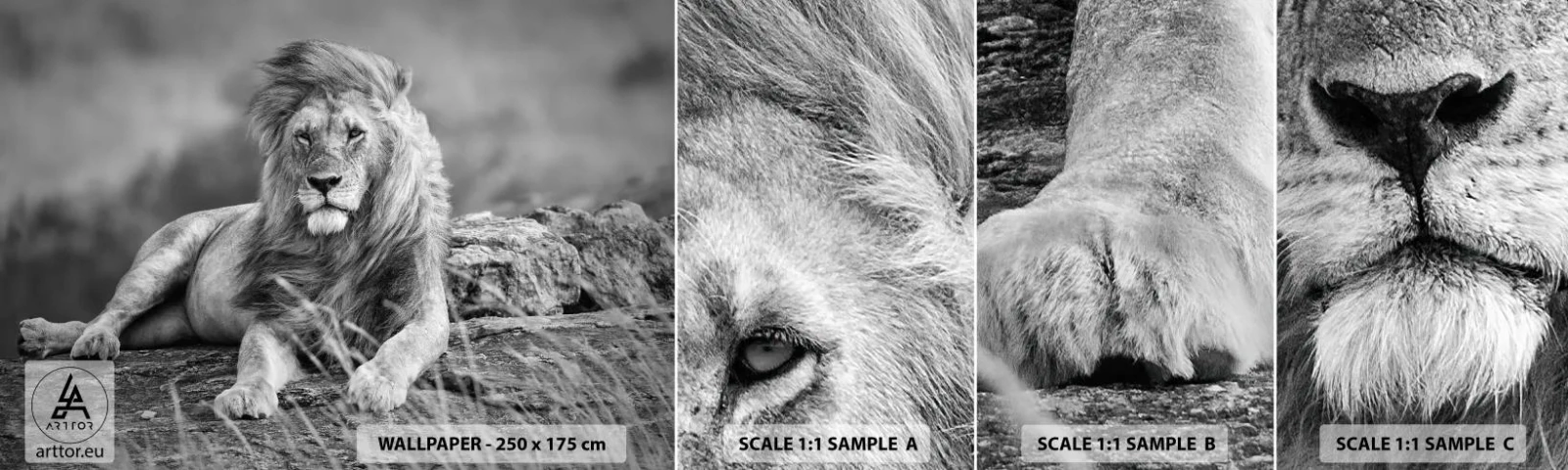 Amostra de Papel de Parede Standard Eco - Sesta real - Leão, Animais, Natureza - 100x30 cm