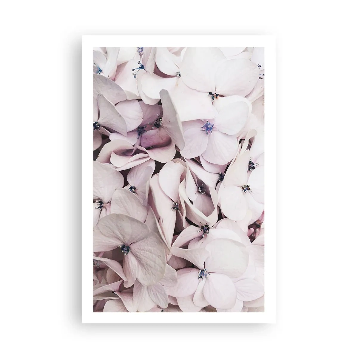 Pôster - Em uma inundação de flores - 61x91 cm