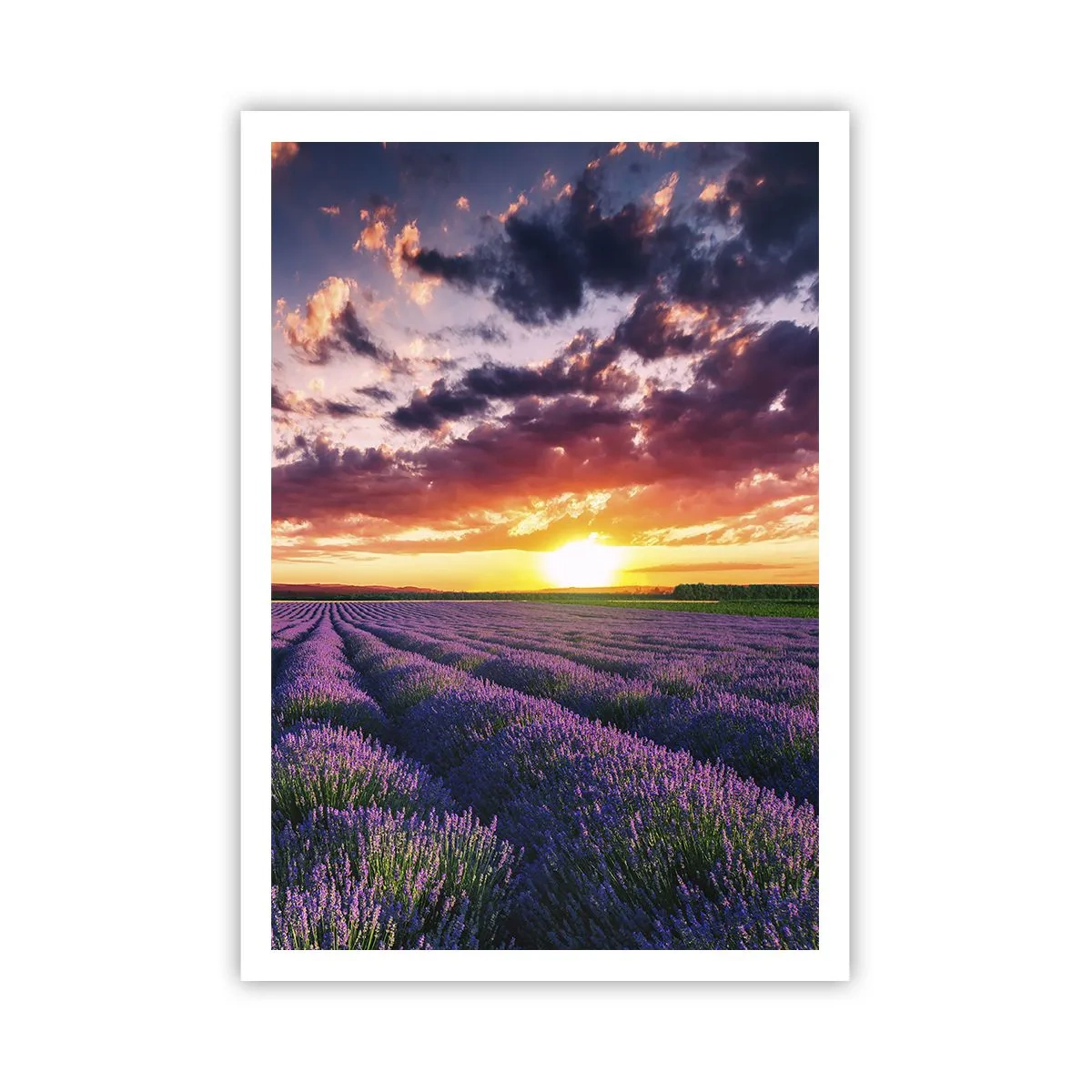 Pôster - O mundo da lavanda - 70x100 cm