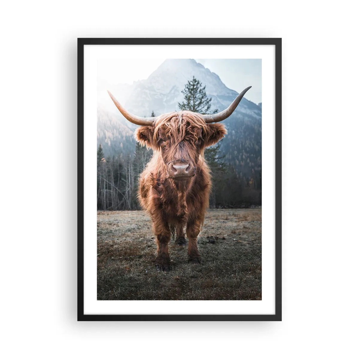 Pôster com moldura preta - Vaca das Terras Altas da Escócia com montanhas majestosas ao fundo - 50x70cm - Saudações do prado da montanha - Decoração de parede moderna para a sala de estar e quarto ARTTOR
