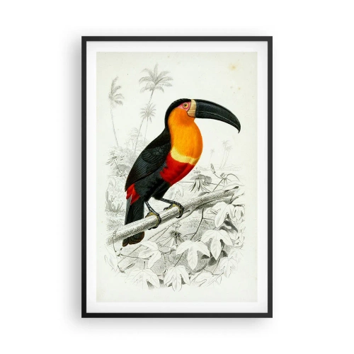 Pôster com moldura preta - Cores dos pássaros - 61x91 cm