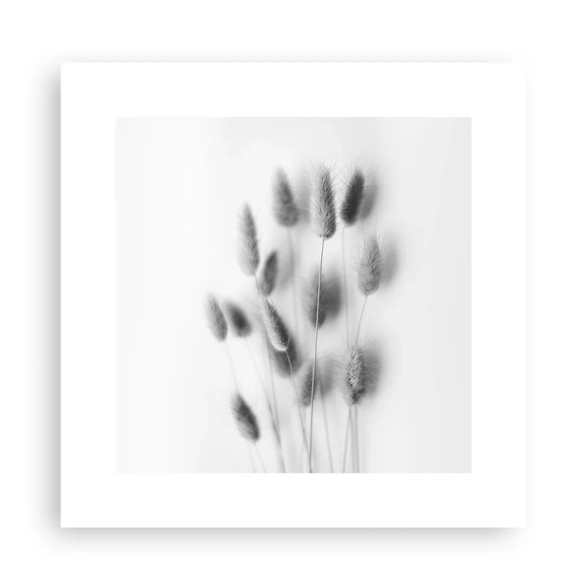 Pôster - Grama fofa - 30x30 cm