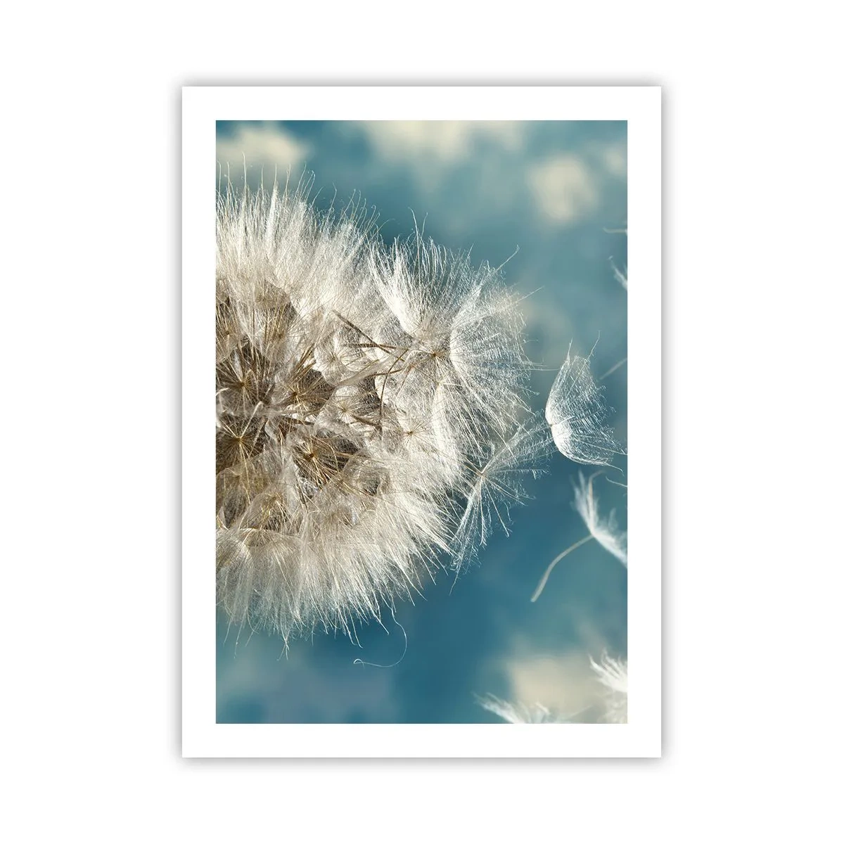 Pôster - Respiração de um anjo - 50x70 cm