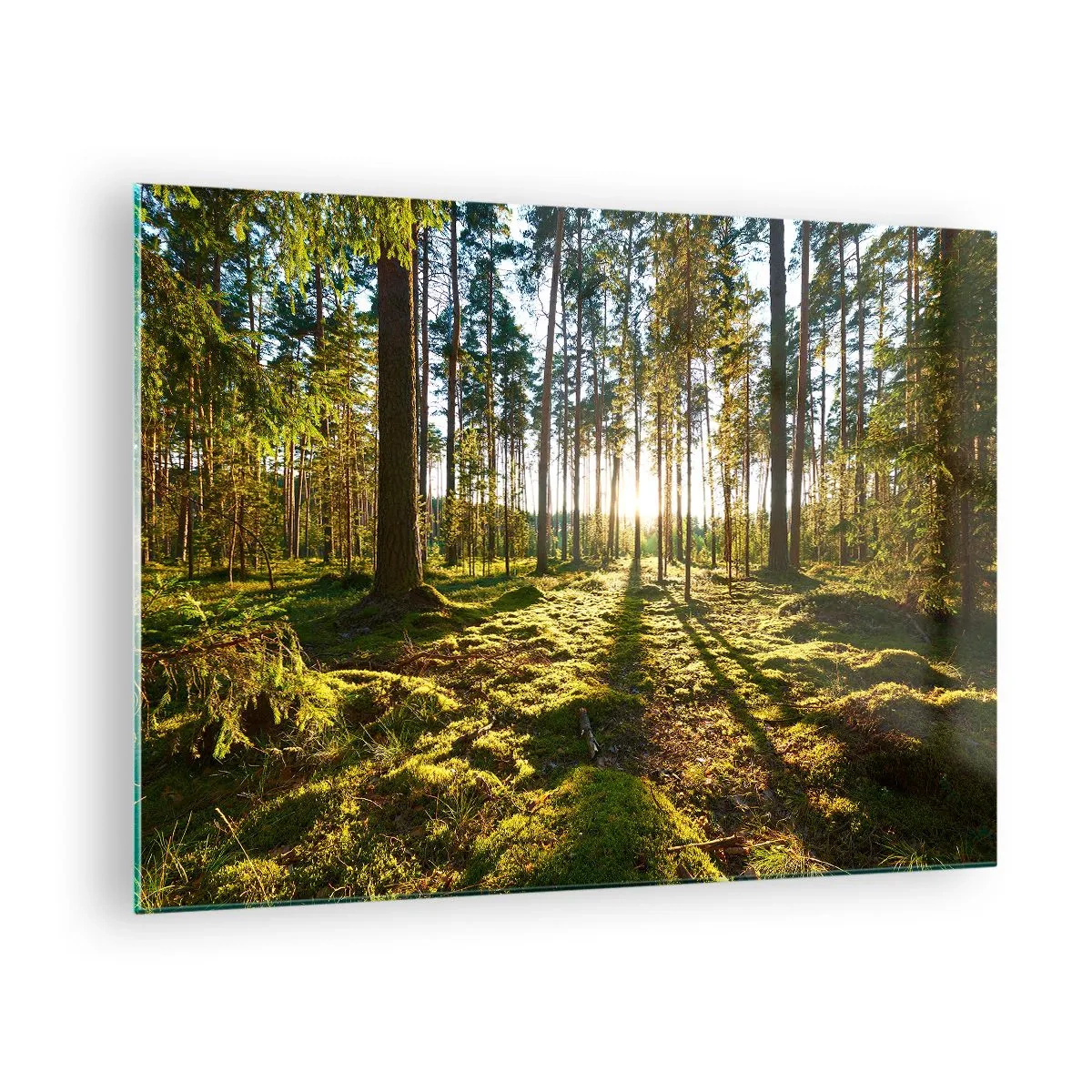 Quadro em vidro - Raios de sol penetrando através das árvores da floresta - 70x50cm - ...Além das sete florestas - Decoração de parede moderna para a sala de estar e quarto ARTTOR