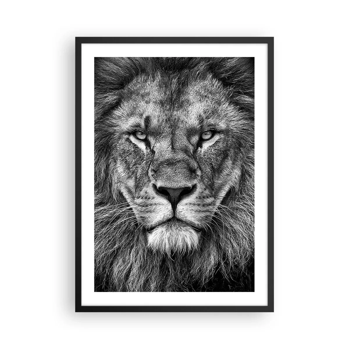 Pôster com moldura preta - Retrato em preto e branco de um leão majestoso - 50x70cm - Em trajes de coroação - Decoração de parede moderna para a sala de estar e quarto ARTTOR