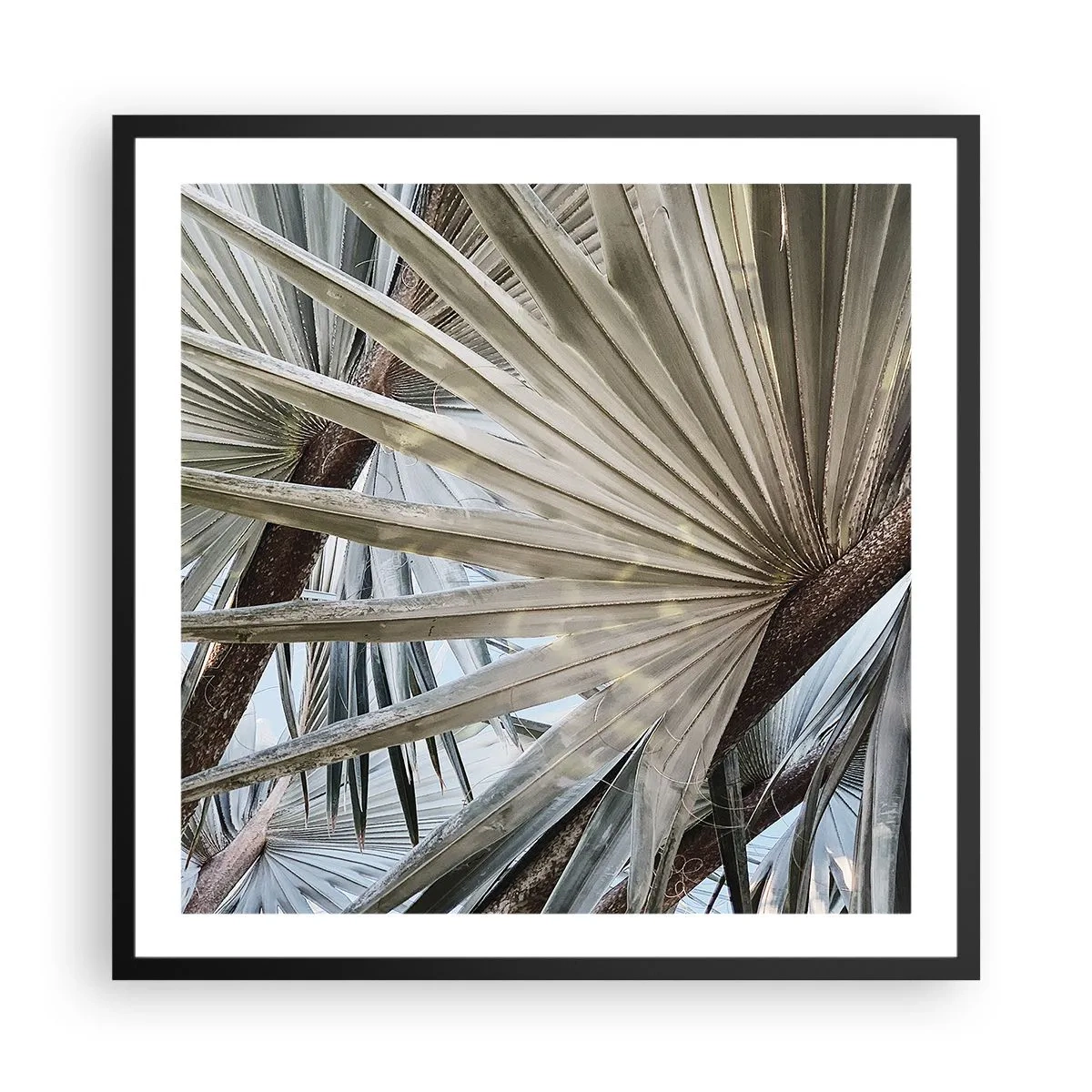 Pôster com moldura preta - Leques nos trópicos - 60x60 cm