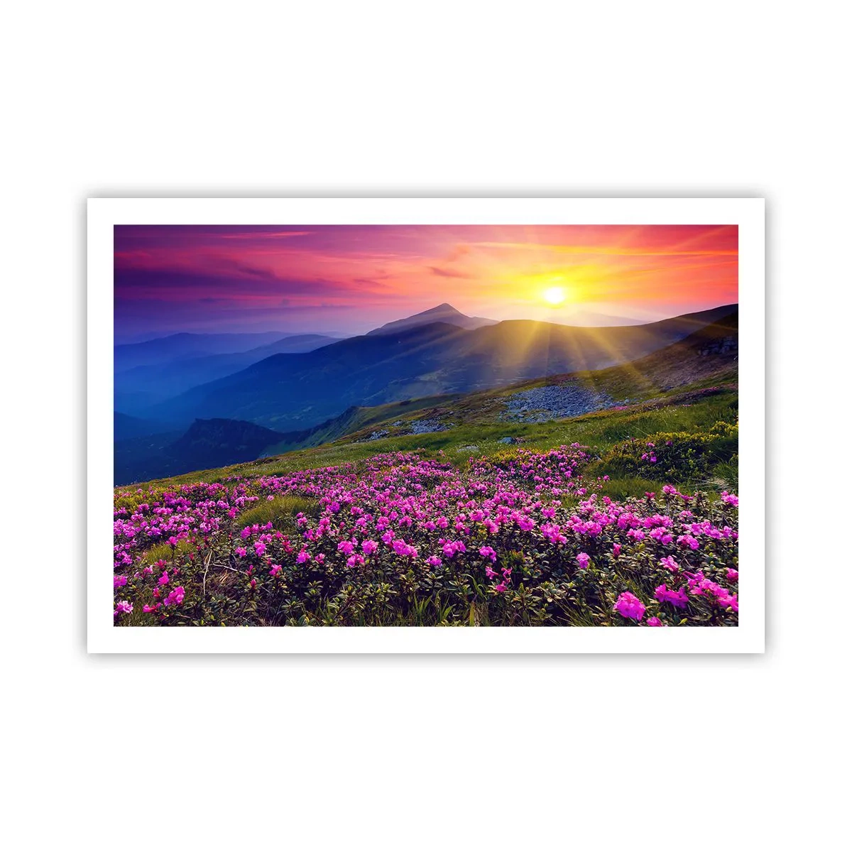 Pôster - …Cheiro de pinheiros e ervas da montanha - 91x61 cm