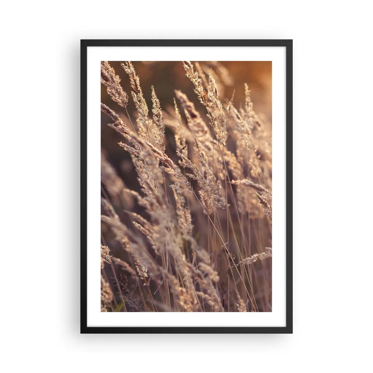 Pôster com moldura preta - Espigas douradas de grama iluminadas pelos raios do sol - 50x70cm - Pronto para receber o outono - Decoração de parede moderna para a sala de estar e quarto ARTTOR